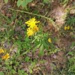 Hieracium umbellatum花