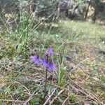 Soldanella alpinaЦвят