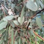 Eucalyptus polyanthemos Лист