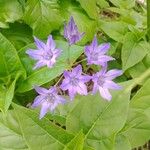 Triteleia bridgesii Flower