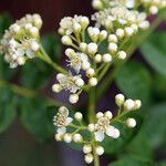 Sorbus californica Kukka