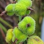 Canna glauca Fruit