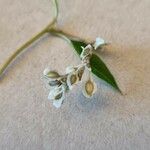 Fallopia baldschuanica Flower