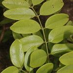 Dalbergia retusa Leaf