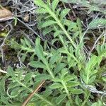 Centaurea diffusa Leaf