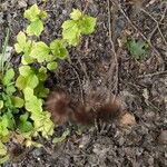 Geum macrophyllumList