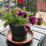 Petunia integrifolia Květ