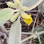 Phlomis olivieri Bark