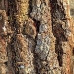 Quercus nigra Bark