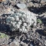 Helichrysum obconicum Hoja