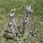 Cynoglossum magellense Hoja