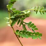 Albizia adianthifolia Delienn