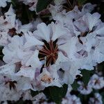 Rhododendron argyrophyllum പുഷ്പം