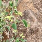 Helinus integrifolius Blüte