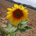 Helianthus annuus Flower