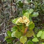 Syzygium multipetalum Bloem