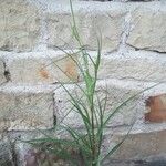 Tragopogon dubiusBlad