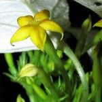 Mussaenda tenuiflora Flower