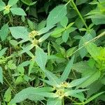 Euphorbia heterophylla Habit