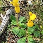 Calceolaria biflora Flower