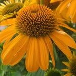 Echinacea purpurea Flower