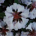 Rhododendron argyrophyllum Flower