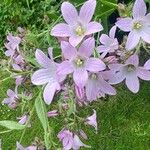 Campanula lactiflora फूल