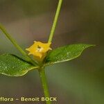 Euphorbia graminifolia Bark