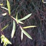 Salix purpurea Leaf