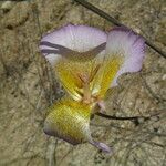 Calochortus plummerae Blomst