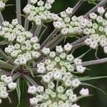 Peucedanum palustre Fleur