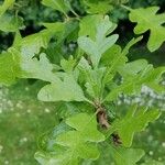Quercus gambelii Blad