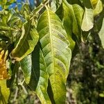 Cestrum aurantiacum Frunză