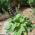 Salvia hierosolymitana Habit