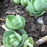 Sedum telephium Leaf