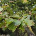 Fagus orientalisLeaf