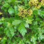 Rhus aromatica Цвят