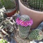 Mammillaria matudae Fleur