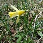 Narcissus bicolor Λουλούδι