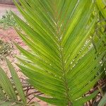 Areca triandra Folio