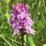 Dactylorhiza fuchsiiКветка