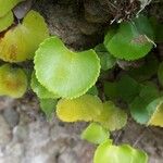 Adiantum reniforme Лист