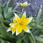 Tulipa urumiensis Blüte