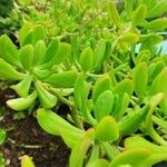 Sedum praealtum List