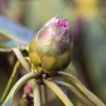 Rhododendron praevernum Ďalší