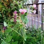 Lathyrus oleraceus Vekstform