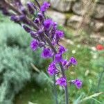 Linaria purpureaBlüte