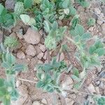 Medicago rigidula Libunga