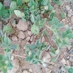 Medicago rigidula 整株植物