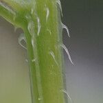 Cleome rutidosperma Rinde